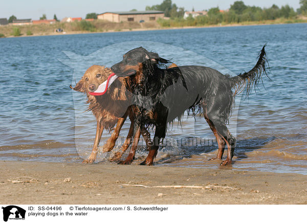 im Wasser spielende Hunde / playing dogs in the water / SS-04496
