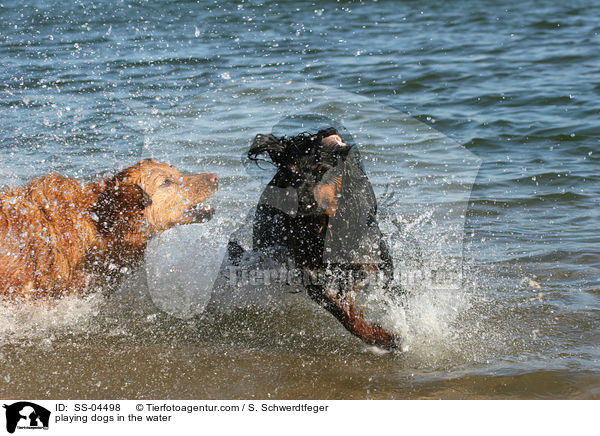 im Wasser spielende Hunde / playing dogs in the water / SS-04498