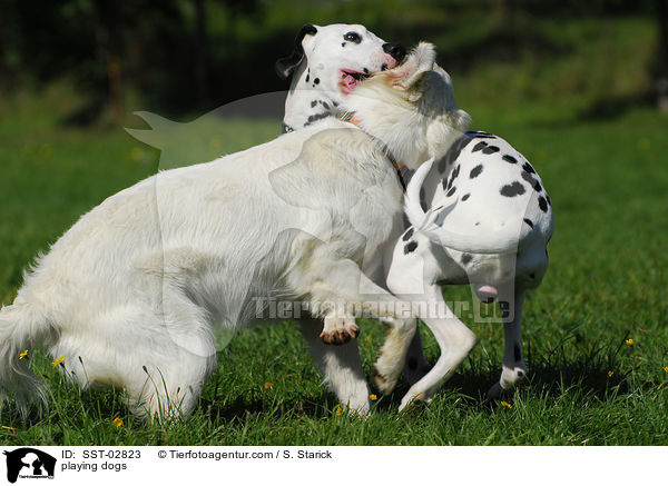 spielende Hunde / playing dogs / SST-02823