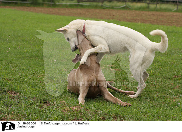 spielende Hunde / playing dogs / JH-02066