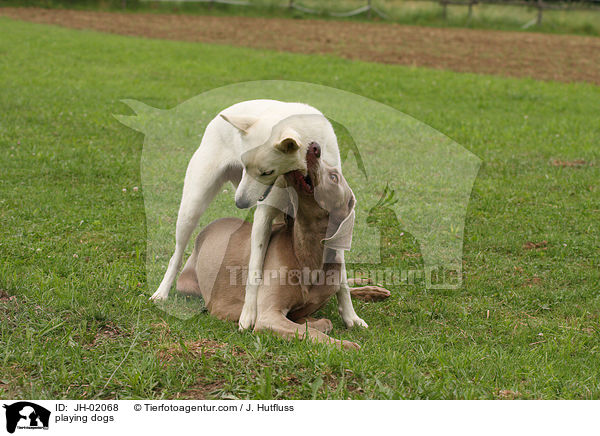 spielende Hunde / playing dogs / JH-02068