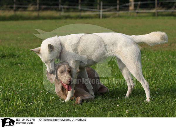 spielende Hunde / playing dogs / JH-02278