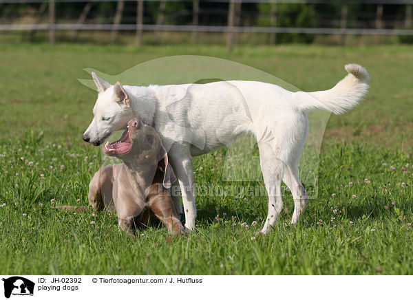 spielende Hunde / playing dogs / JH-02392