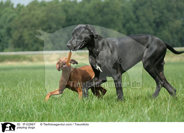 spielende Hunde / playing dogs / IF-02867