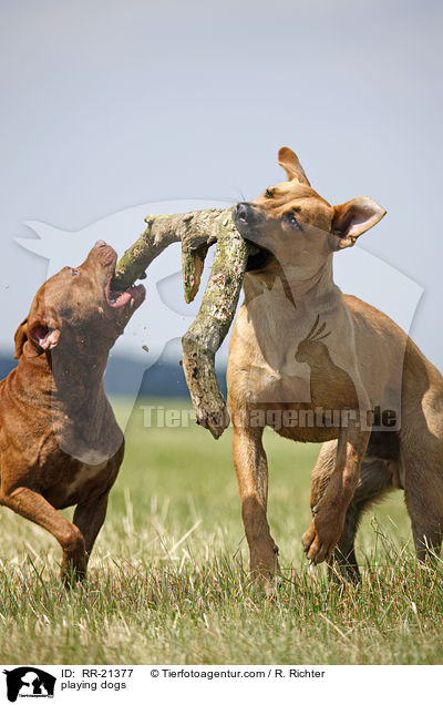playing dogs / RR-21377