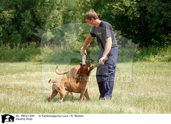 spielende Hunde / playing dogs / RR-21395