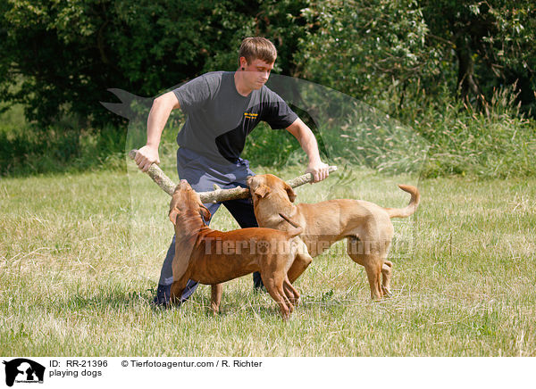spielende Hunde / playing dogs / RR-21396