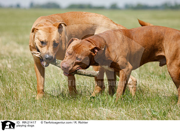 spielende Hunde / playing dogs / RR-21417