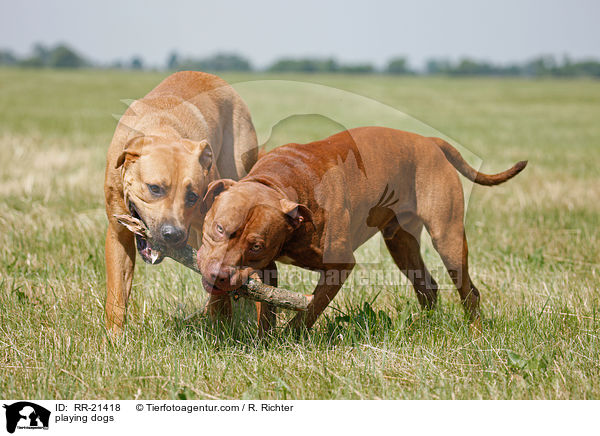 spielende Hunde / playing dogs / RR-21418