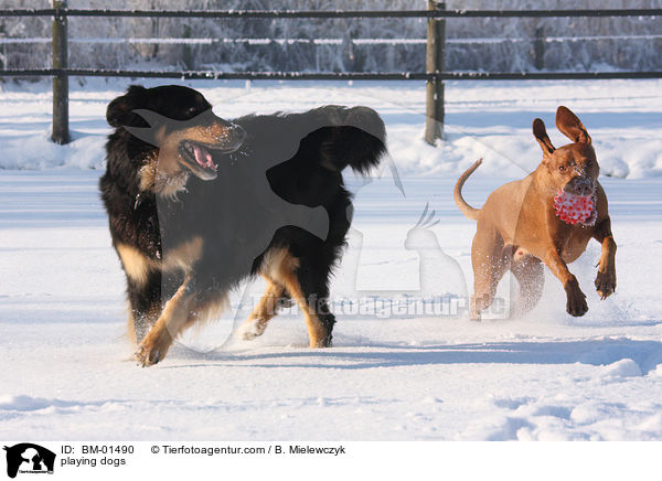 spielende Hunde / playing dogs / BM-01490