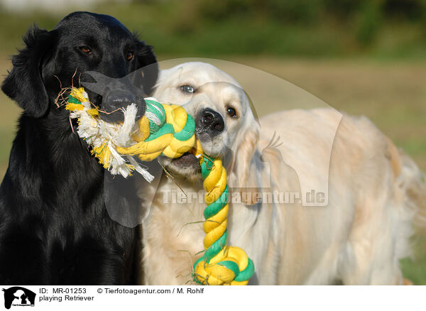 spielende Retriever / playing Retriever / MR-01253