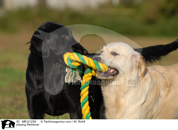 spielende Retriever / playing Retriever / MR-01256