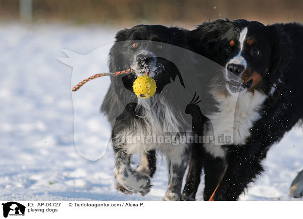 spielende Hunde / playing dogs / AP-04727