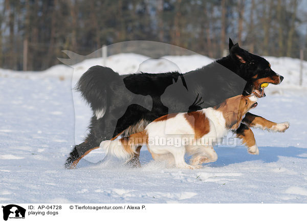 spielende Hunde / playing dogs / AP-04728