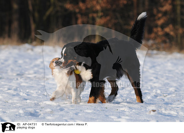 spielende Hunde / playing dogs / AP-04731