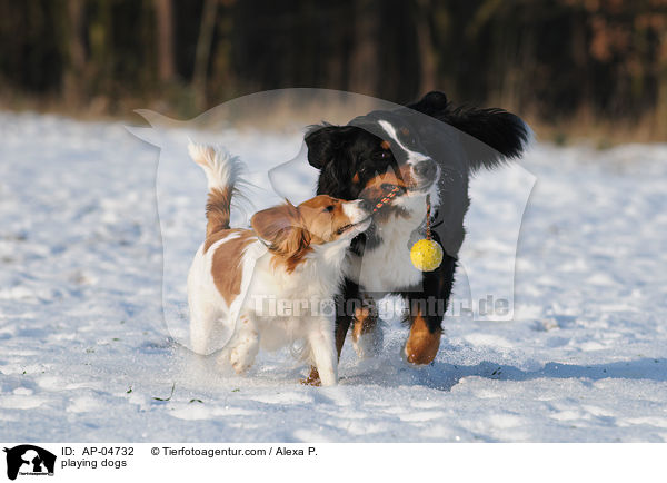 spielende Hunde / playing dogs / AP-04732