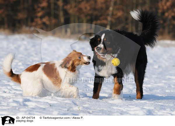 spielende Hunde / playing dogs / AP-04734