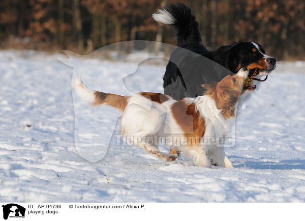 spielende Hunde / playing dogs / AP-04736