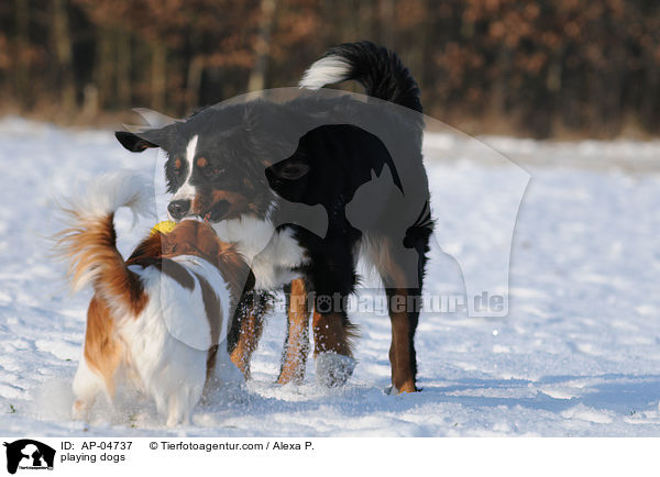 spielende Hunde / playing dogs / AP-04737