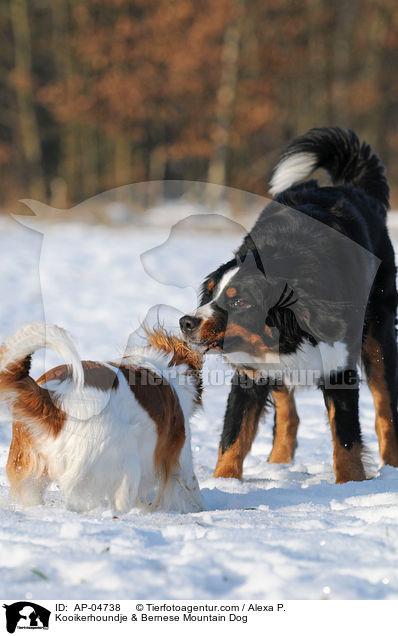 Kooikerhoundje & Berner Sennenhund / Kooikerhoundje & Bernese Mountain Dog / AP-04738