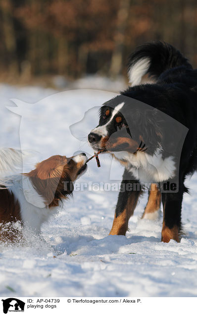 spielende Hunde / playing dogs / AP-04739