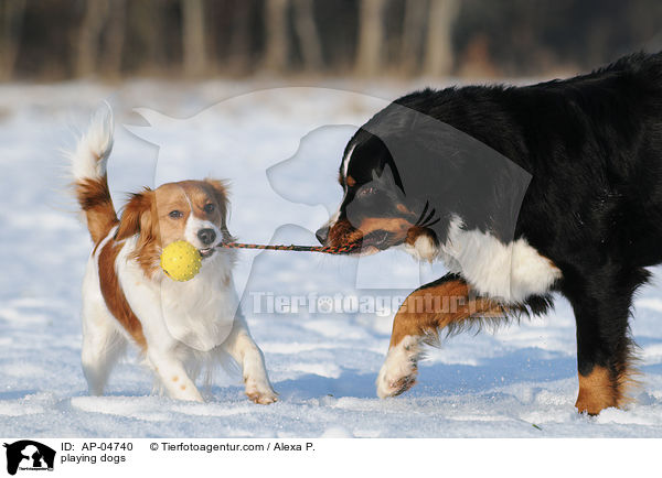 spielende Hunde / playing dogs / AP-04740