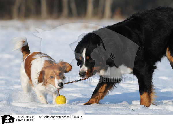 spielende Hunde / playing dogs / AP-04741