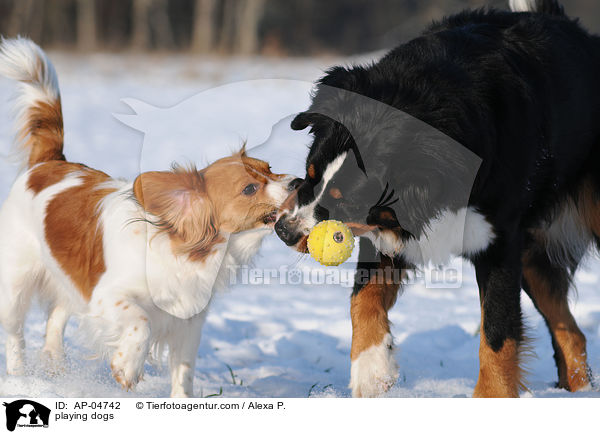 spielende Hunde / playing dogs / AP-04742
