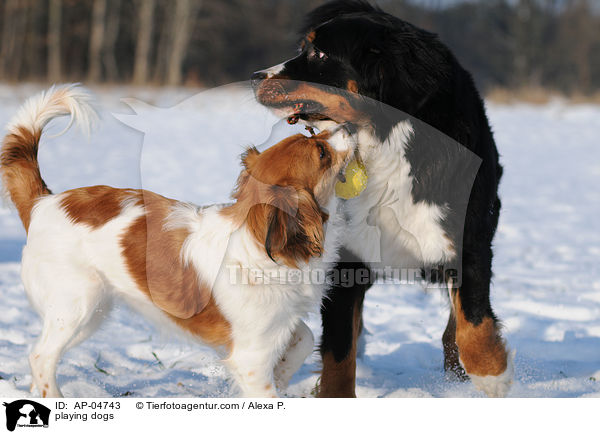 spielende Hunde / playing dogs / AP-04743
