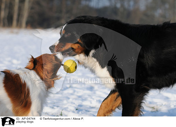 spielende Hunde / playing dogs / AP-04744