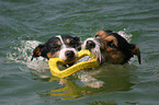 2 playing Terrier