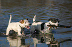 2 playing Jack Russell Terrier
