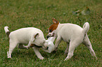 playing Jack Russell Terrier Puppies