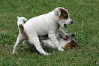 playing Jack Russell Terrier Puppies