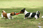 playing Jack Russell Terrier