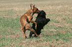 playing Rhodesian Ridgeback and Havanese