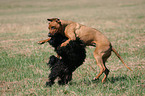 playing Rhodesian Ridgeback and Havanese