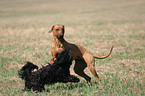 playing Rhodesian Ridgeback and Havanese