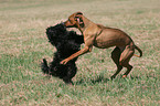 playing Rhodesian Ridgeback and Havanese