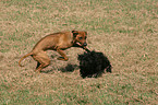 playing Rhodesian Ridgeback and Havanese