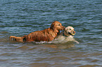 dogs playing in water