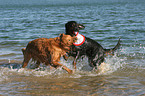 playing dogs in the water