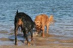 playing dogs in the water