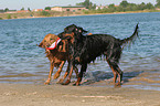 playing dogs in the water