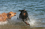 playing dogs in the water