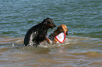 playing dogs in the water