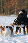 Kooikerhoundje & Bernese Mountain Dog