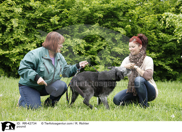 Vermittlungsgesprch im Tierheim / pound / RR-42734