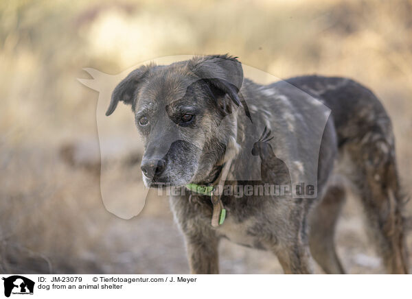 Tierschutzhund / dog from an animal shelter / JM-23079