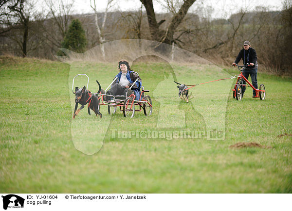 Zughundesport / dog pulling / YJ-01604